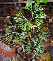 Grass Fern (Schizaea dichotoma) photo